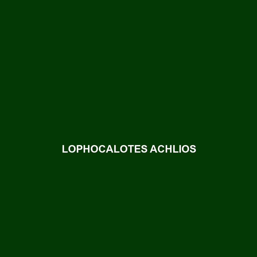 Lophocalotes achlios