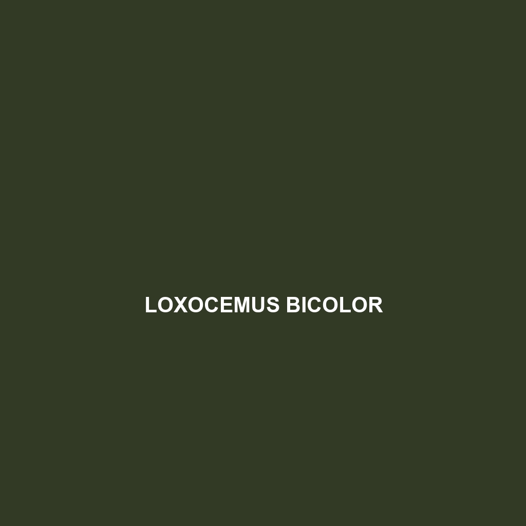 Loxocemus bicolor