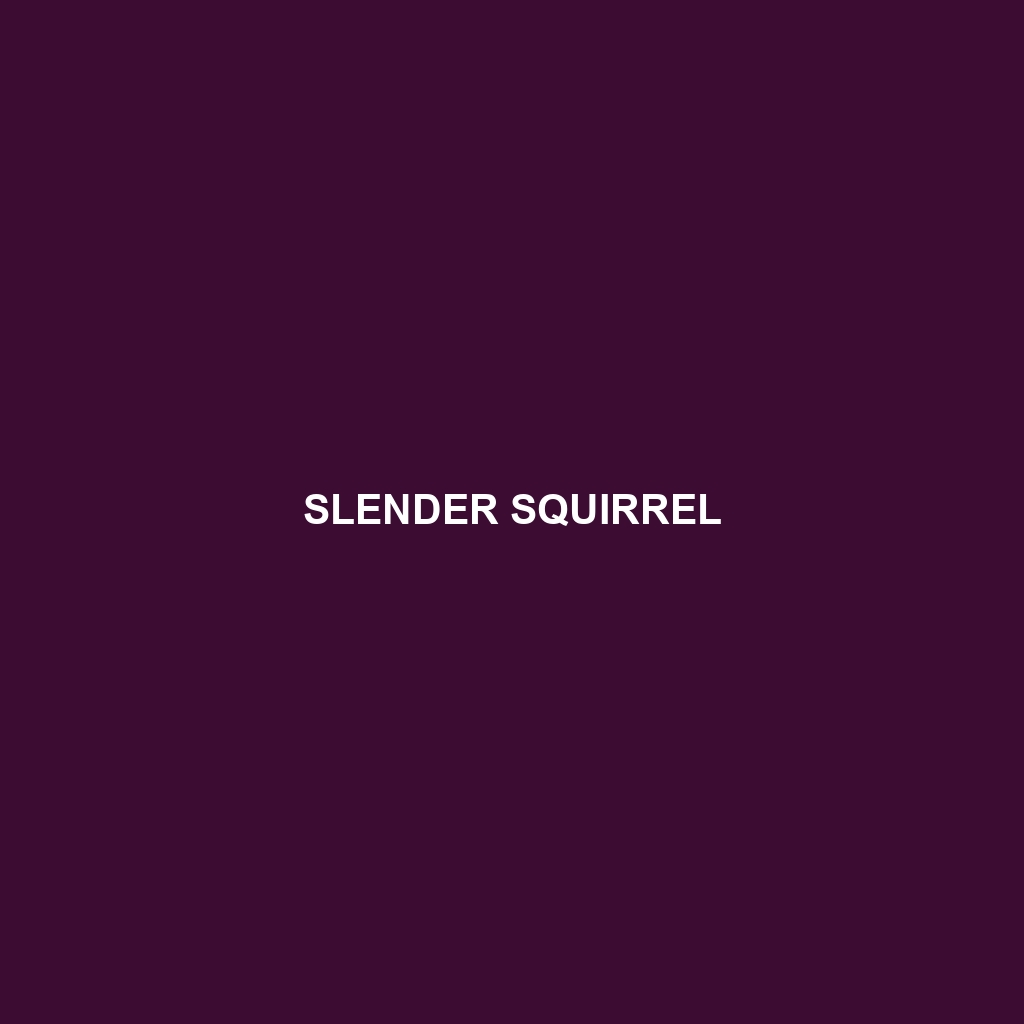 Slender Squirrel