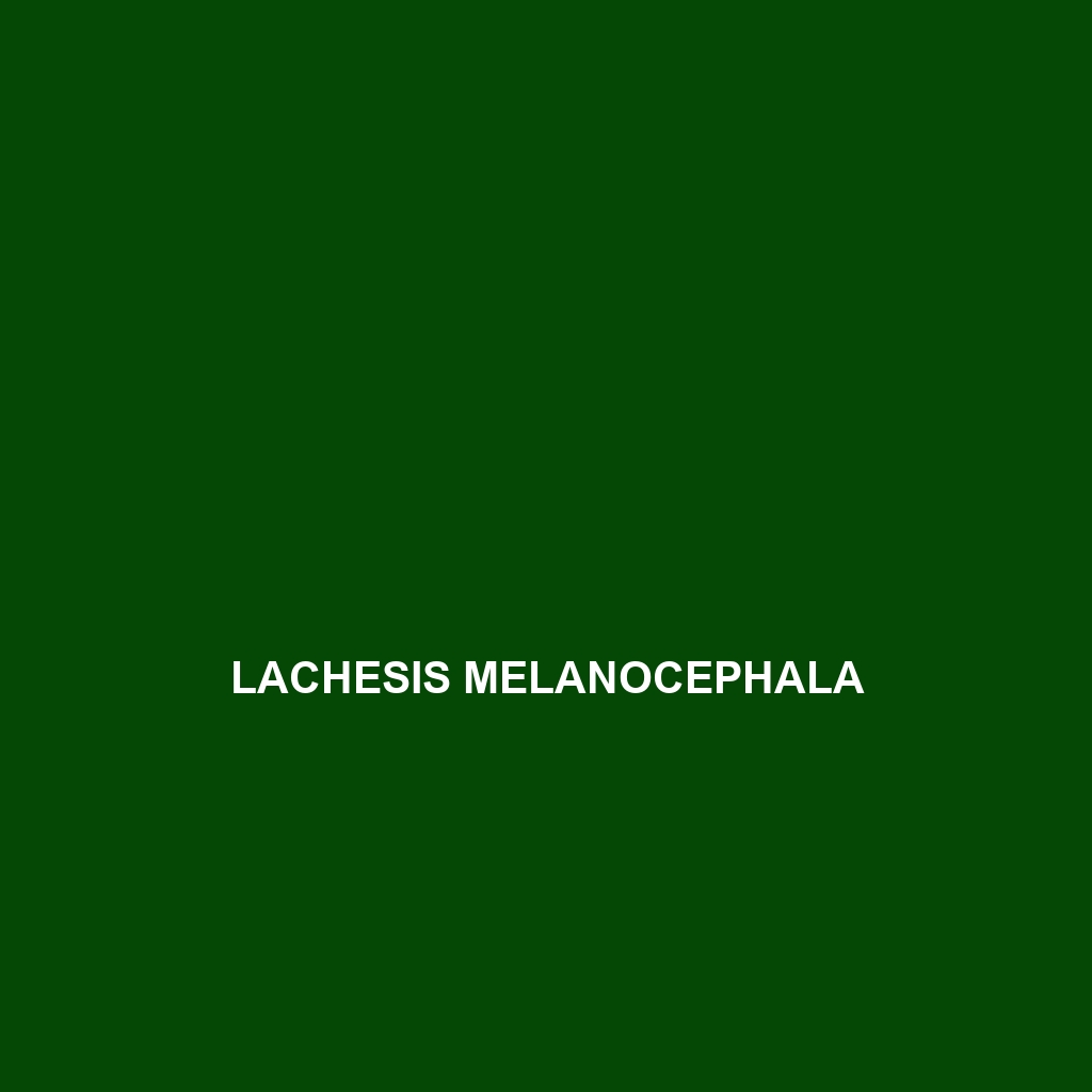 Lachesis melanocephala