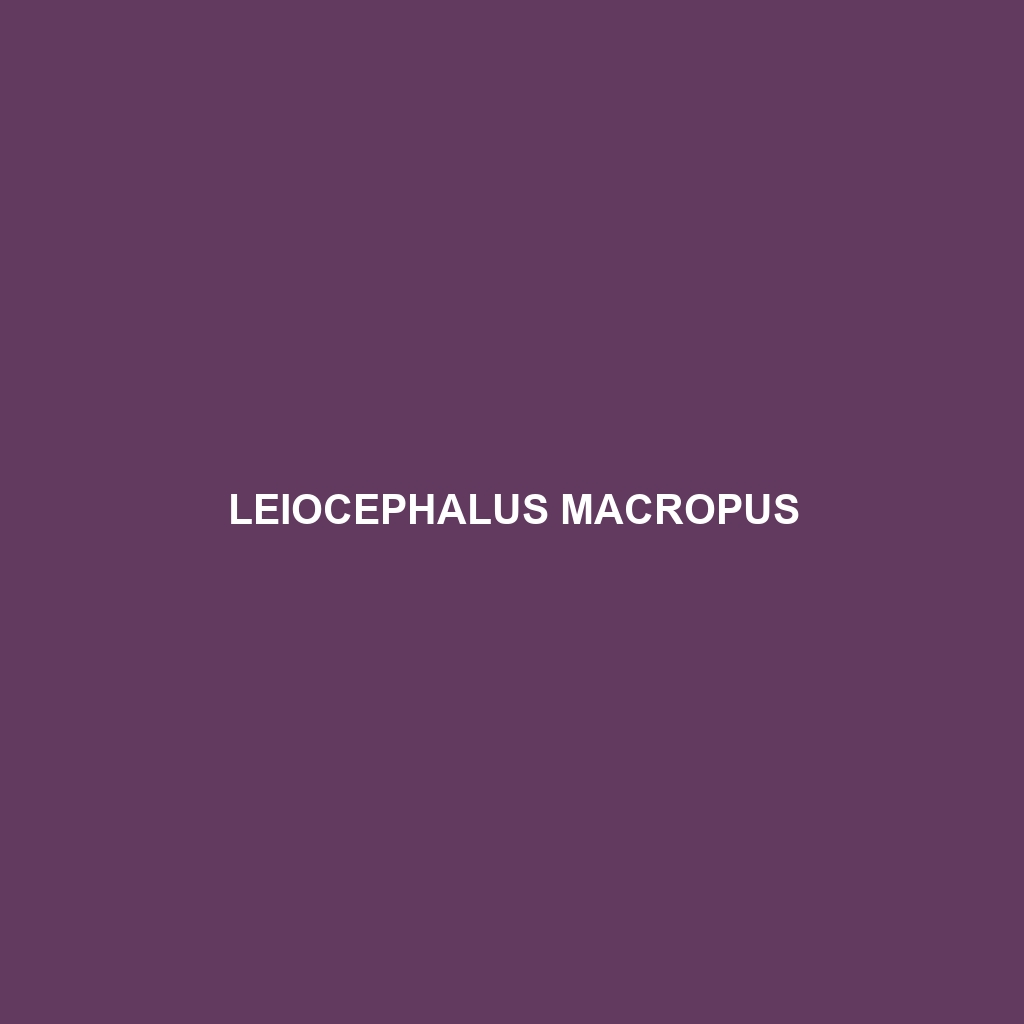 Leiocephalus macropus