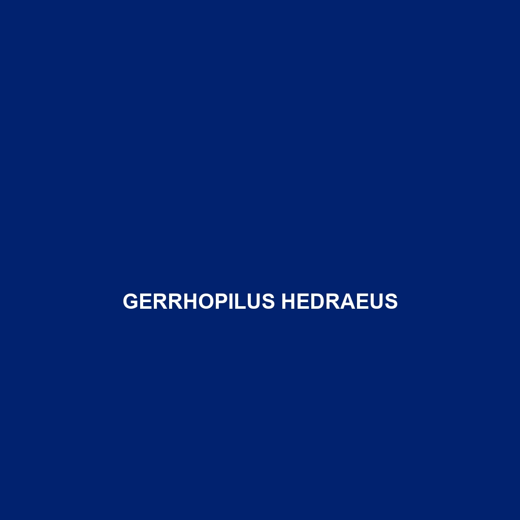 Gerrhopilus hedraeus