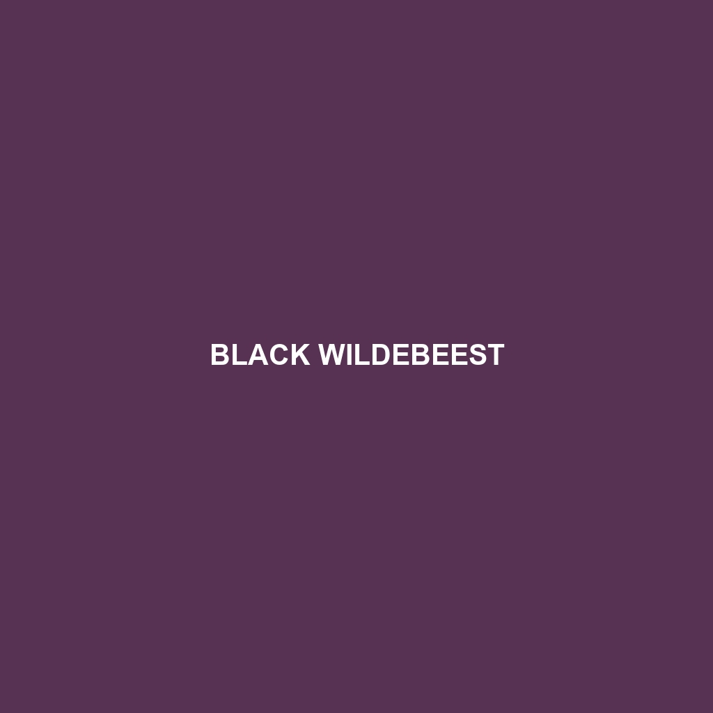 Black Wildebeest