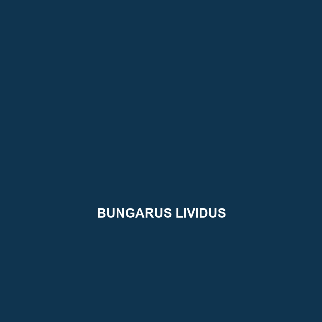 Bungarus lividus