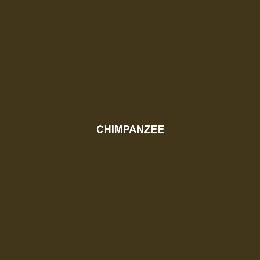 Chimpanzee