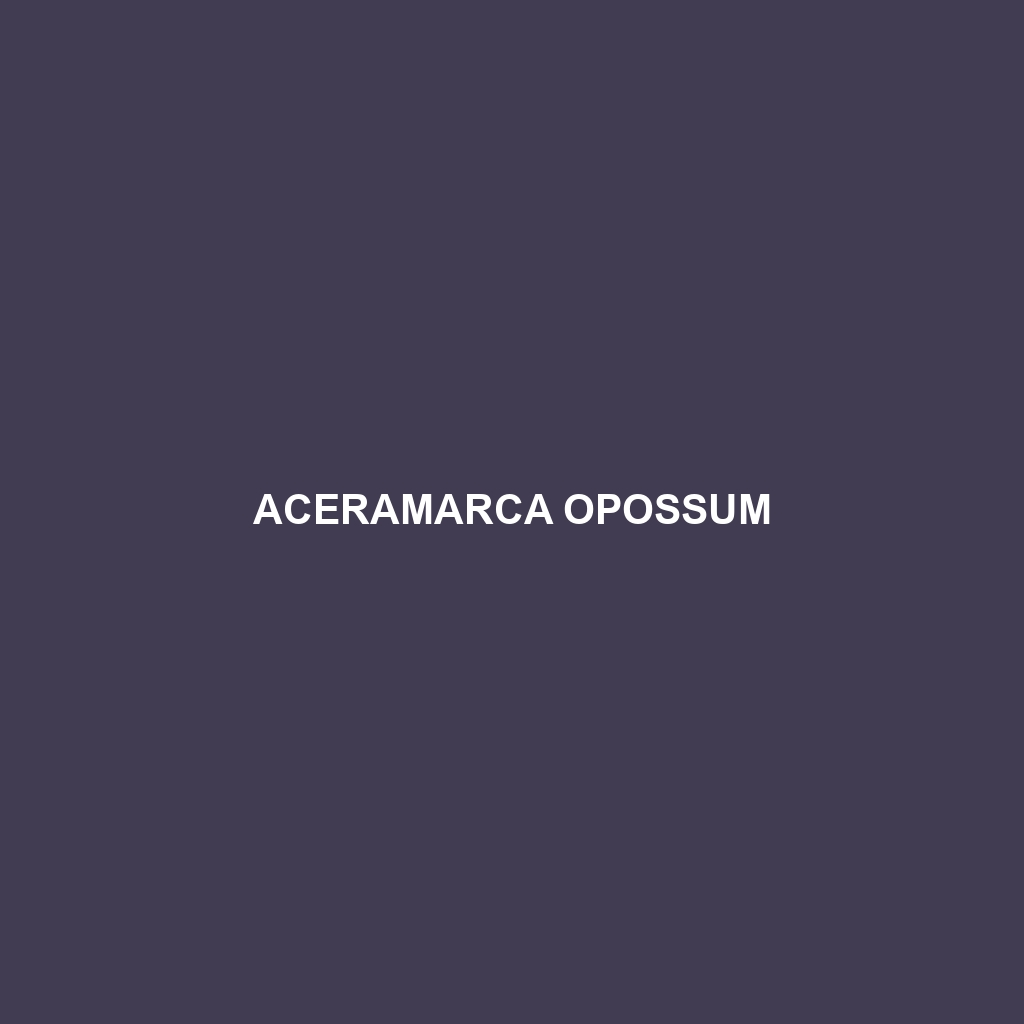 Aceramarca Opossum