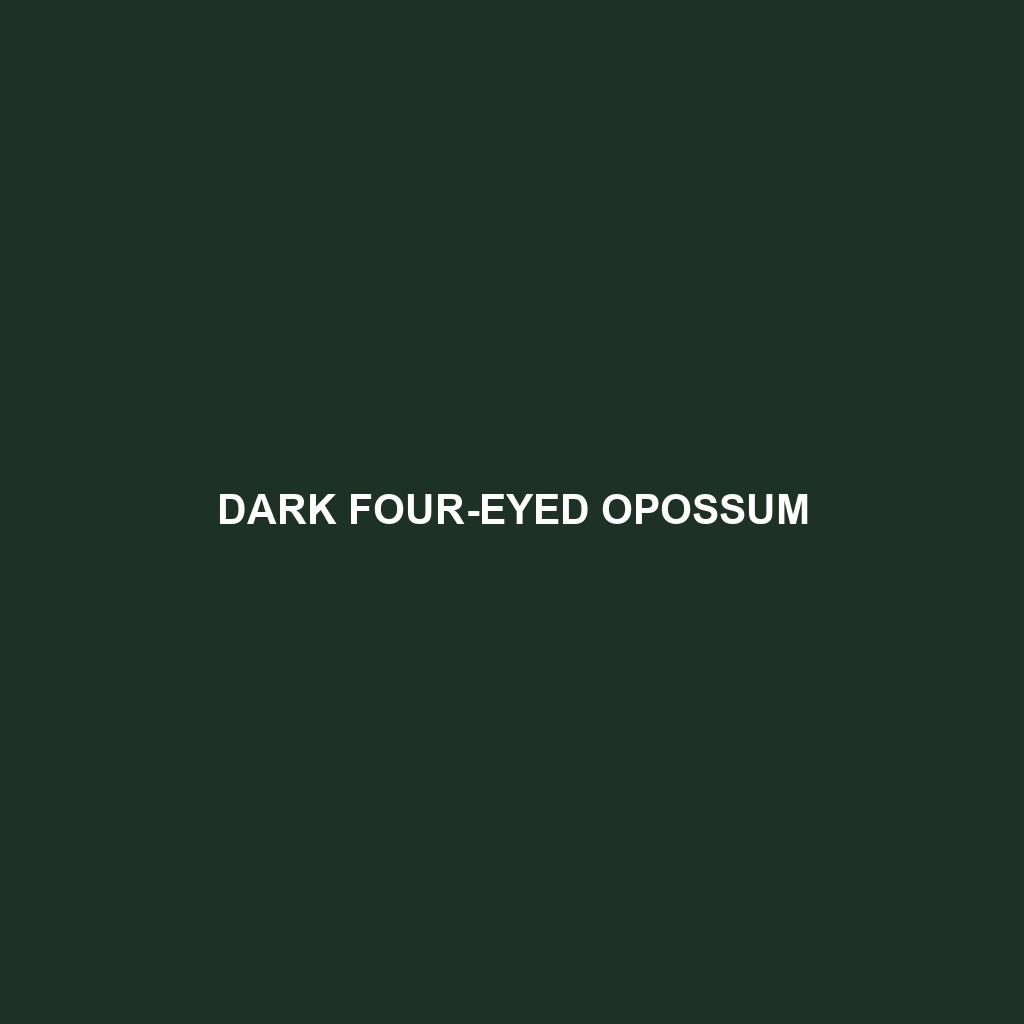 Dark Four-eyed Opossum