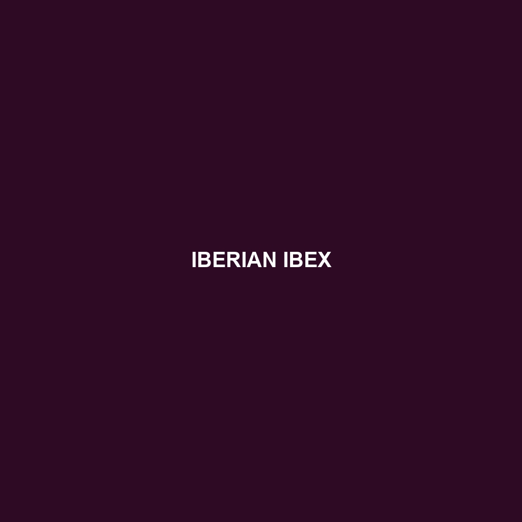 Iberian Ibex