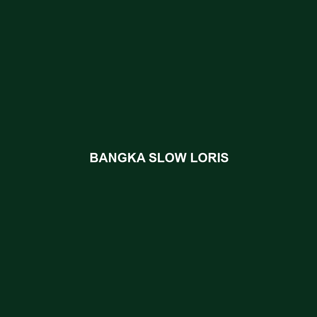 Bangka Slow Loris