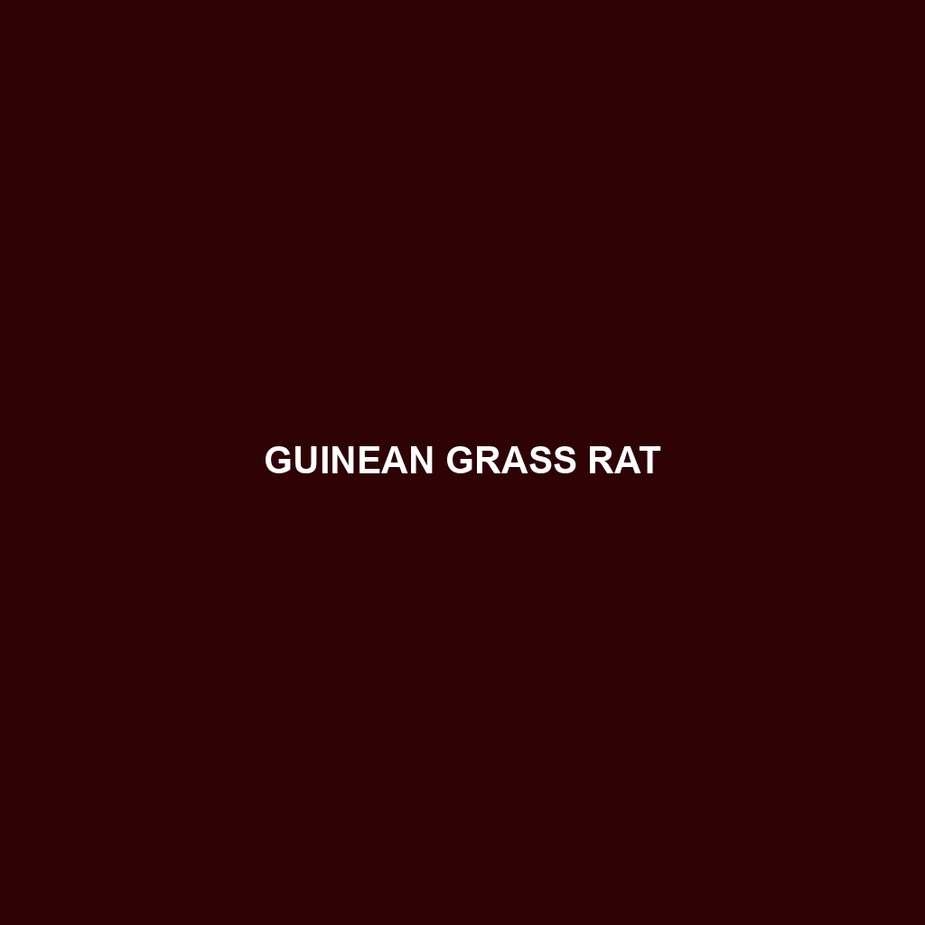 Guinean Grass Rat