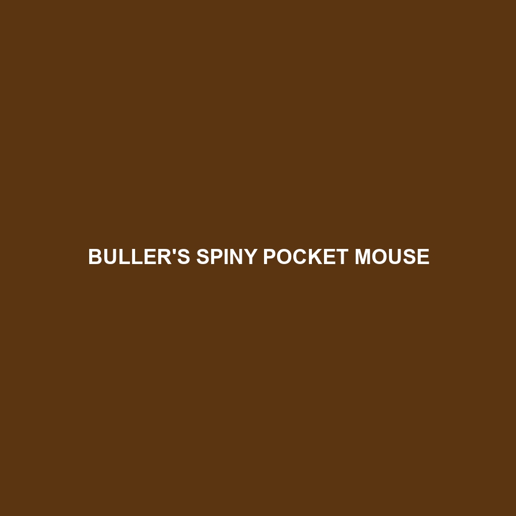 Buller's Spiny Pocket Mouse