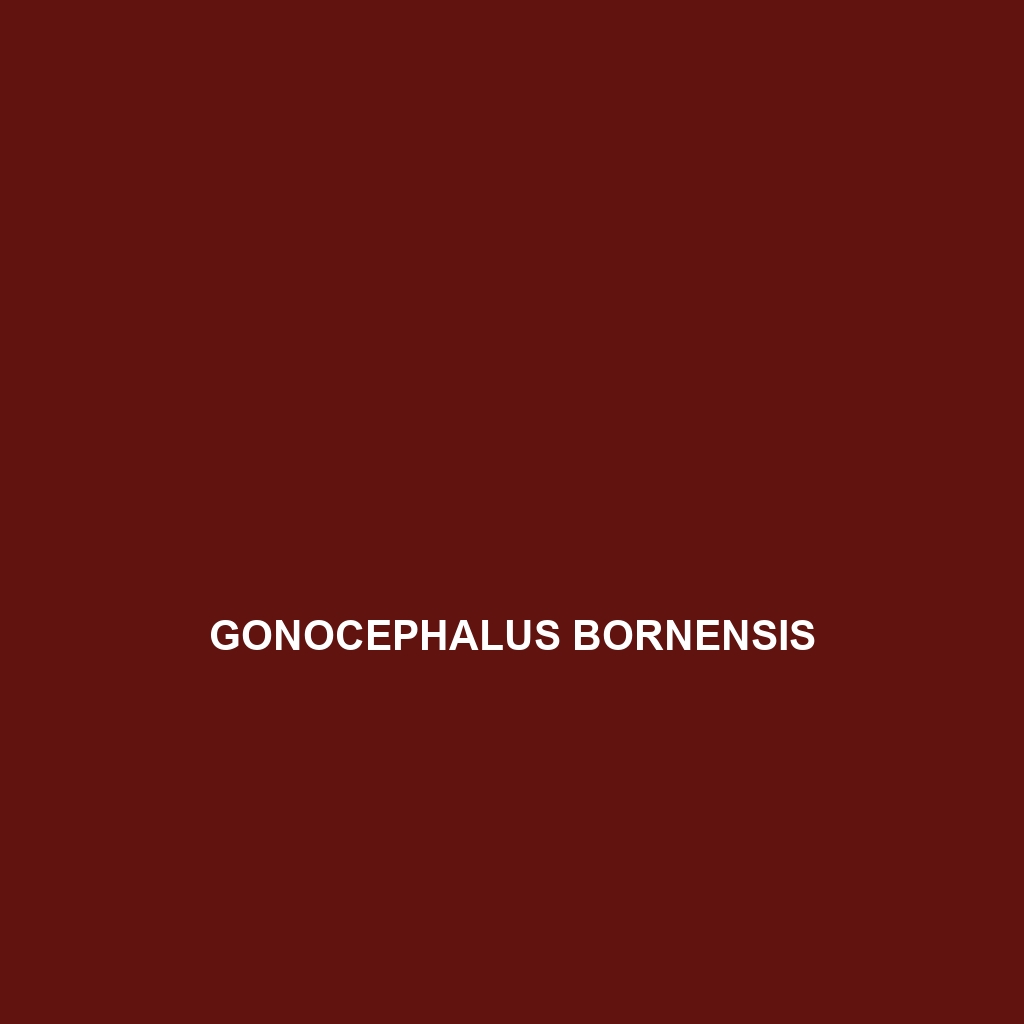 Gonocephalus bornensis