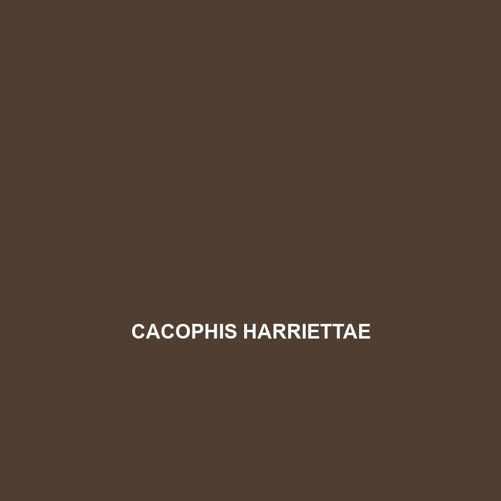 Cacophis harriettae