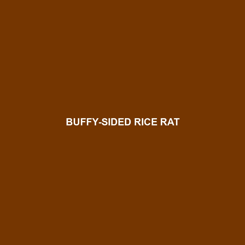 Buffy-sided Rice Rat