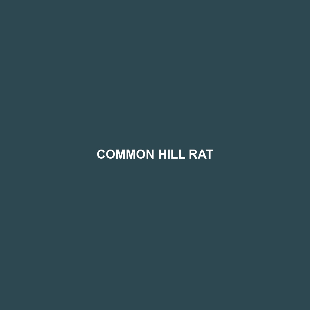 Common Hill Rat