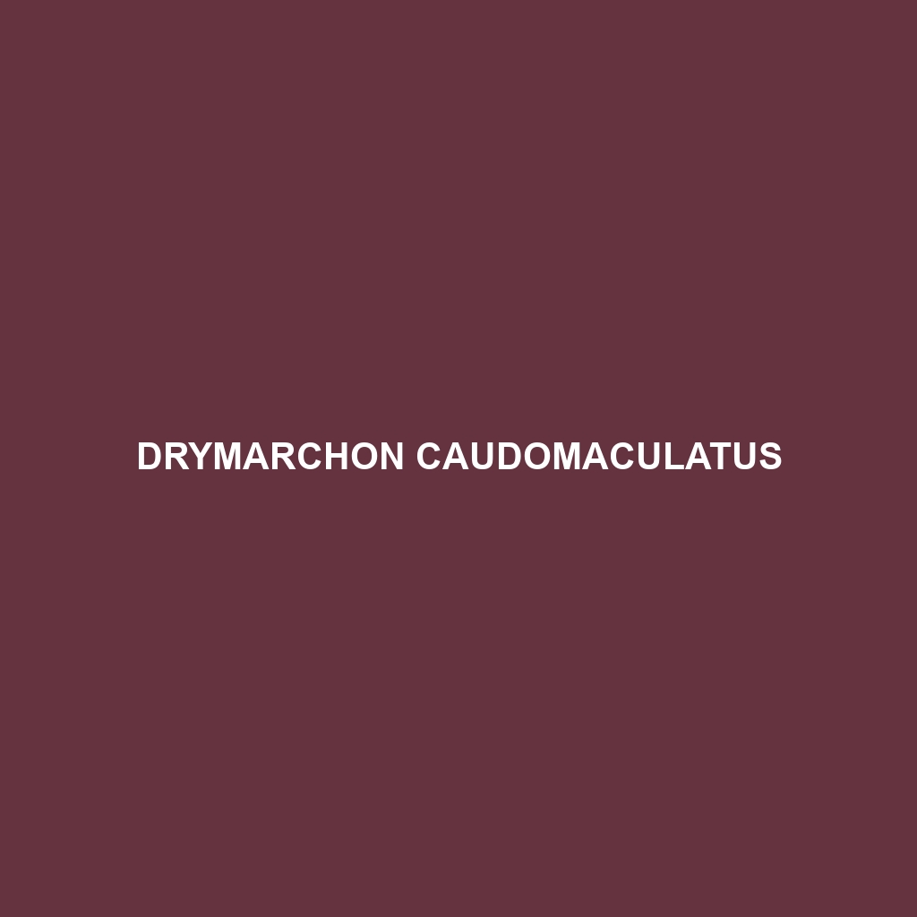 Drymarchon caudomaculatus