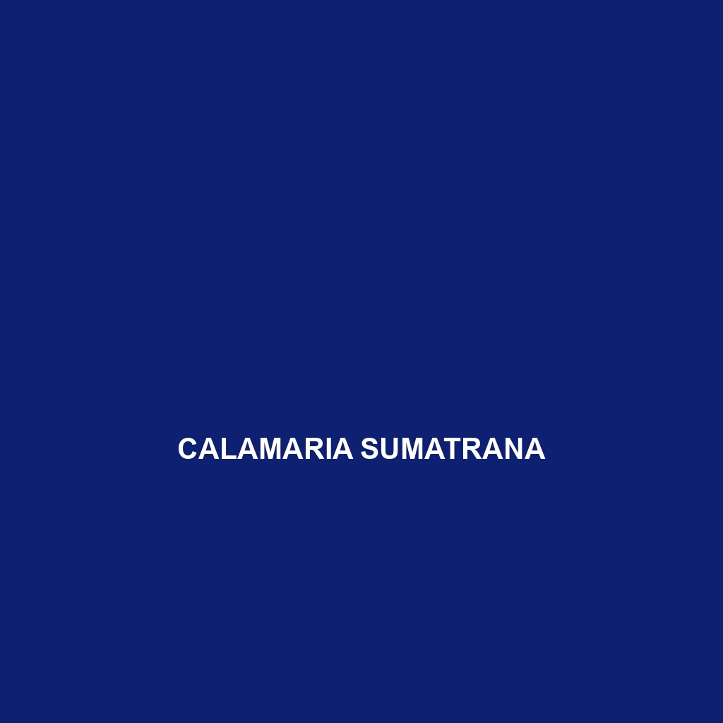 Calamaria sumatrana