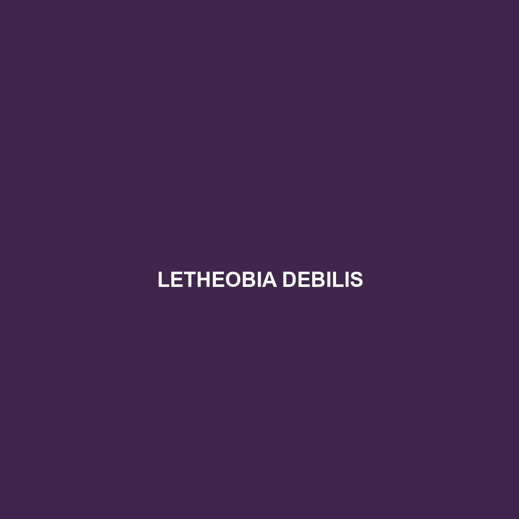 Letheobia debilis