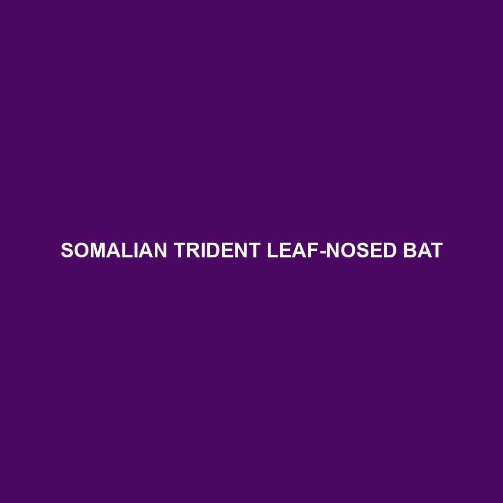 Somalian Trident Leaf-nosed Bat