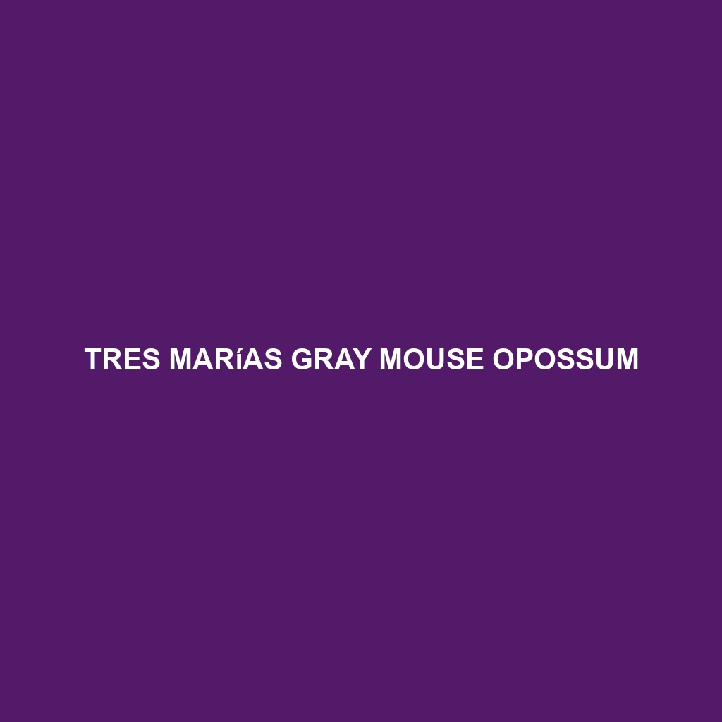 Tres Marías Gray Mouse Opossum