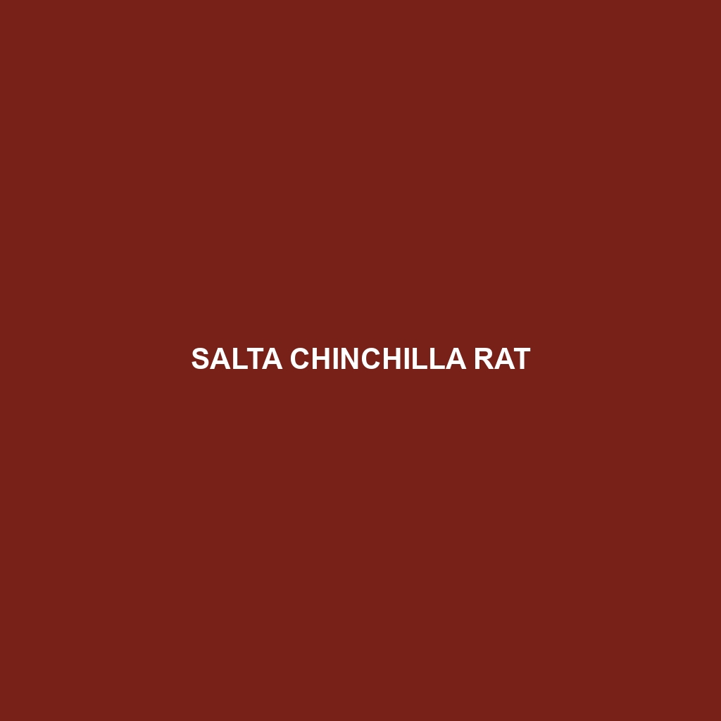 Salta Chinchilla Rat