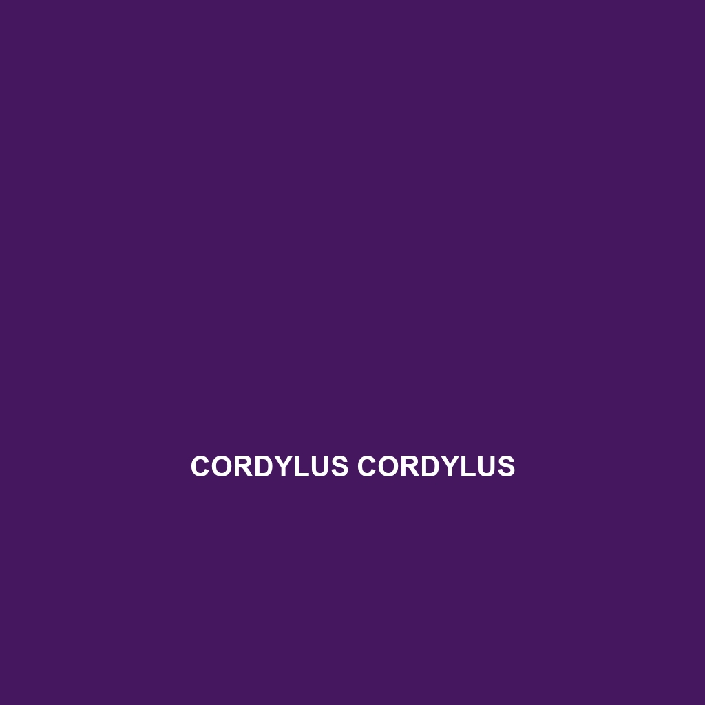 Cordylus cordylus