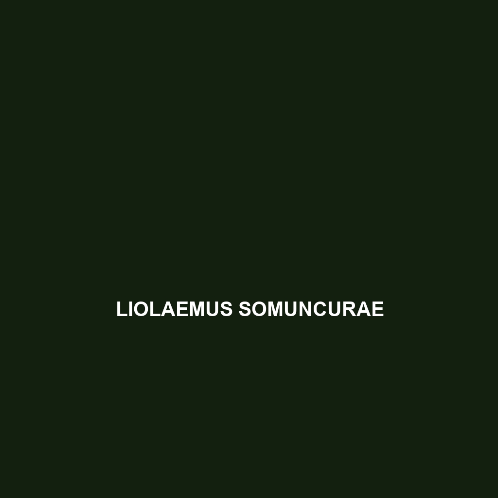 Liolaemus somuncurae