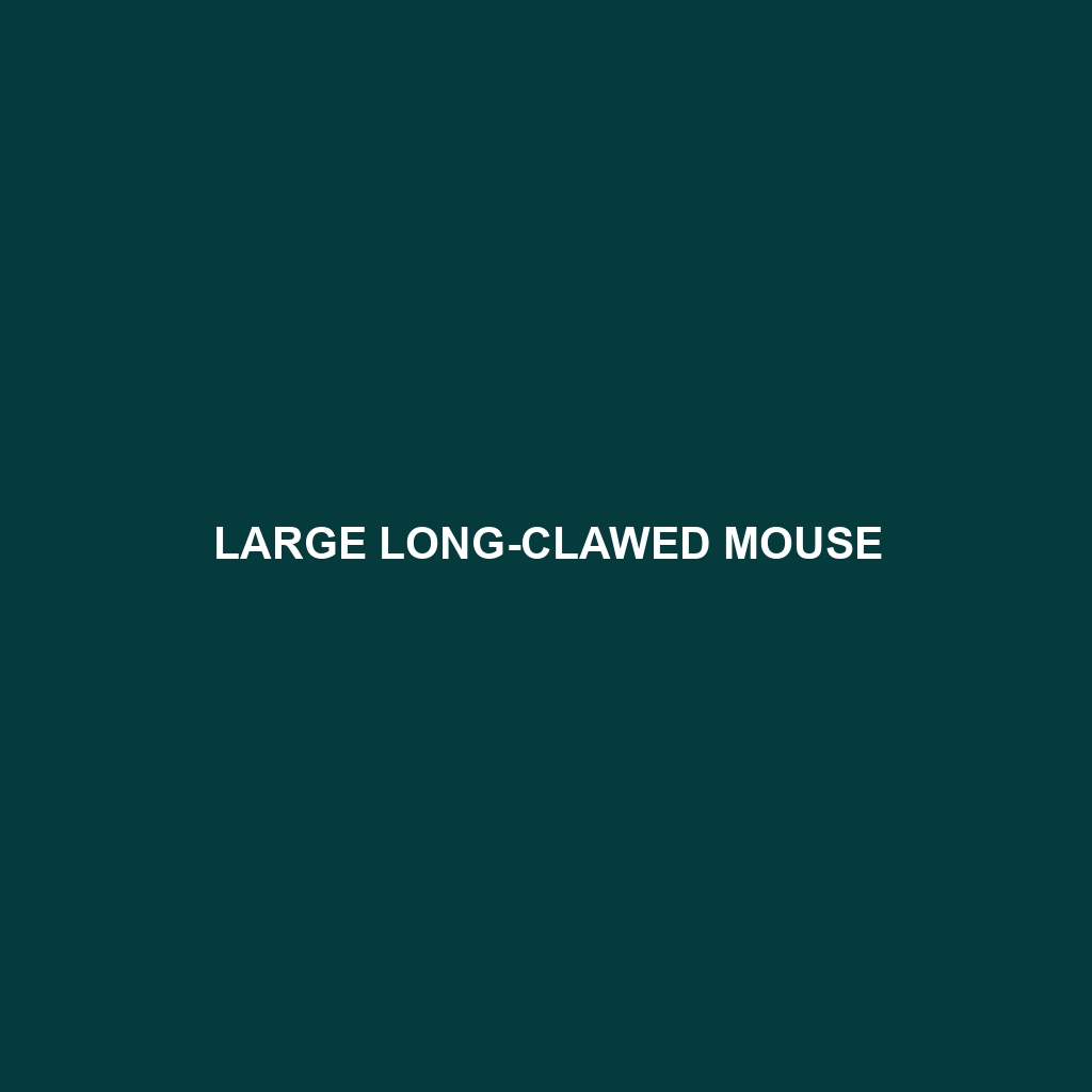 Large Long-clawed Mouse