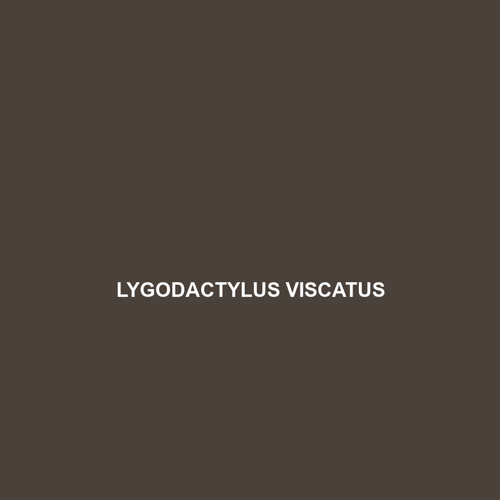 Lygodactylus viscatus