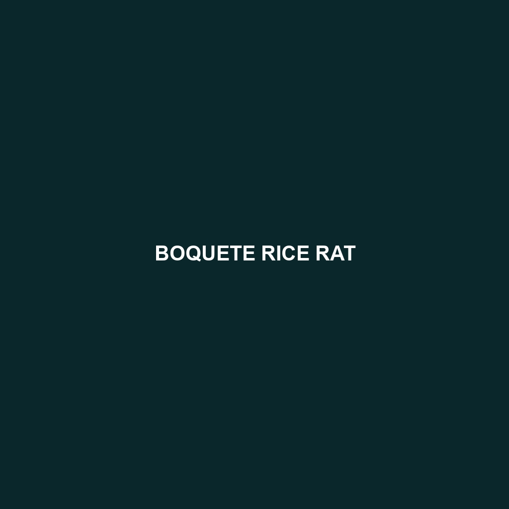 Boquete Rice Rat