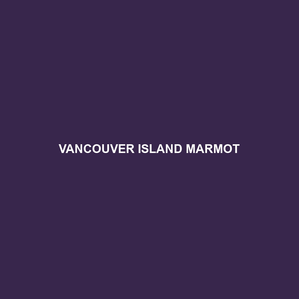 Vancouver Island Marmot