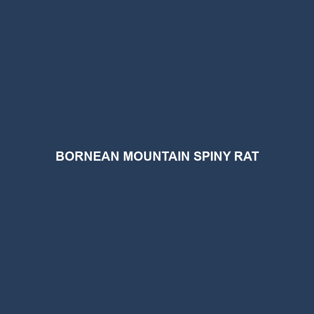 Bornean Mountain Spiny Rat