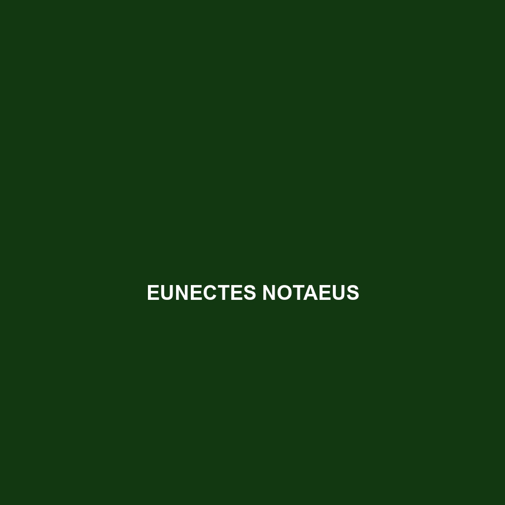 Eunectes notaeus