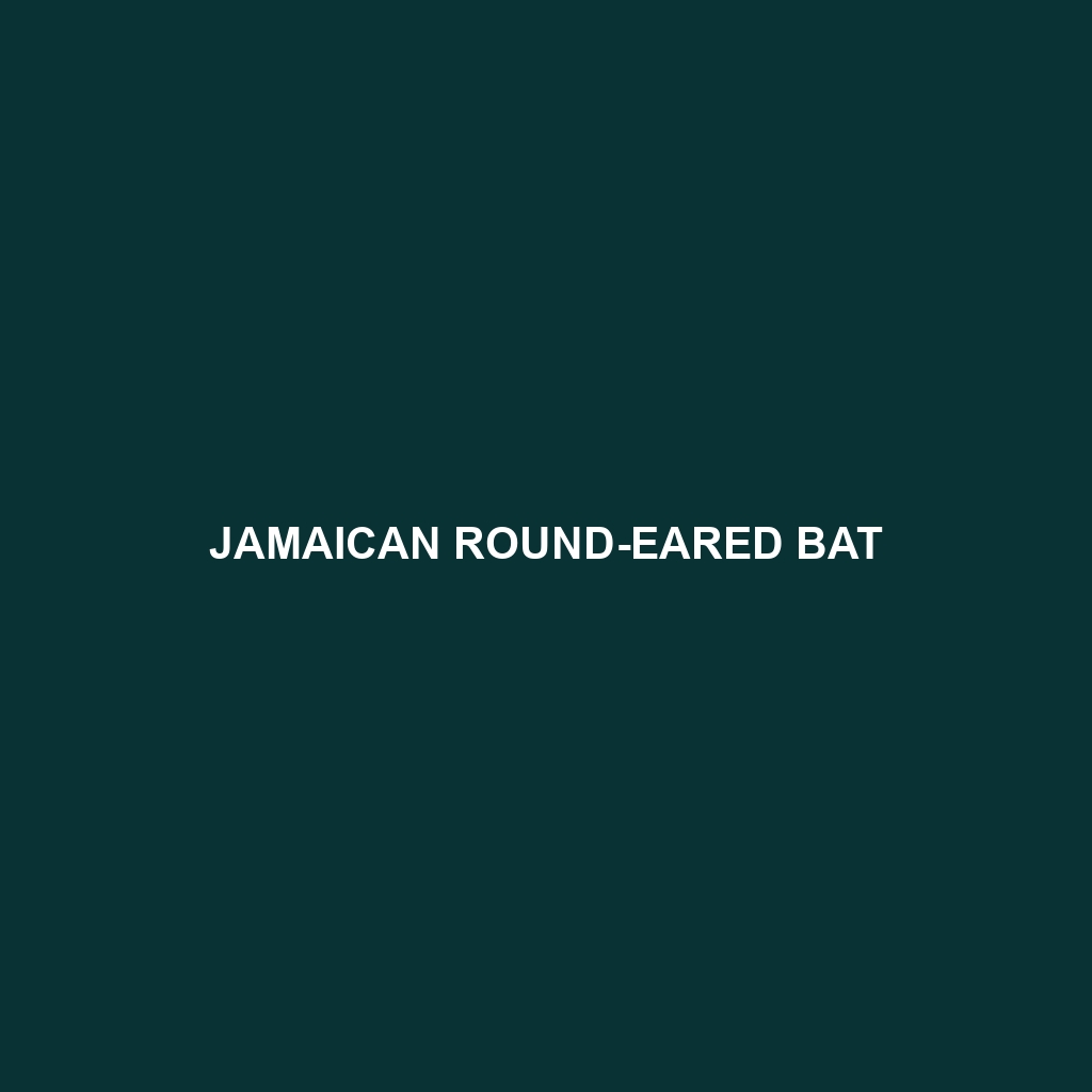 Jamaican Round-eared Bat