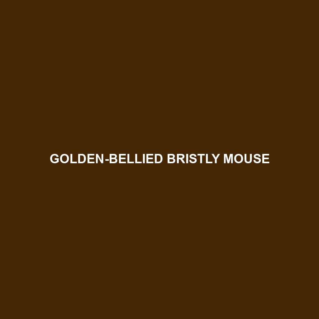 Golden-bellied Bristly Mouse