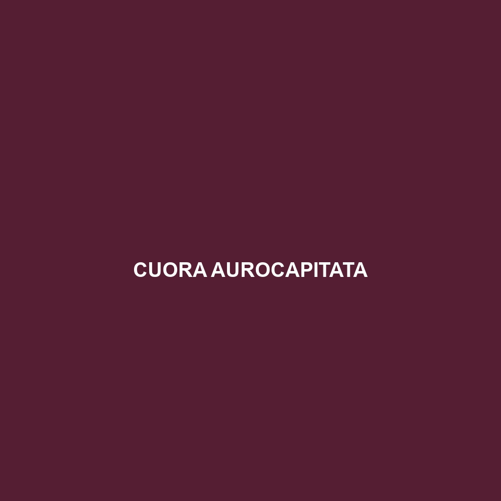 Cuora aurocapitata