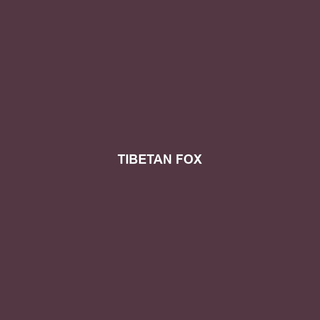 Tibetan Fox