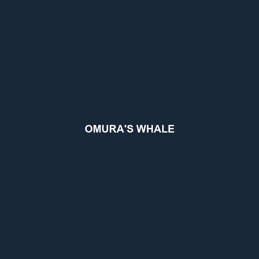 Omura's Whale