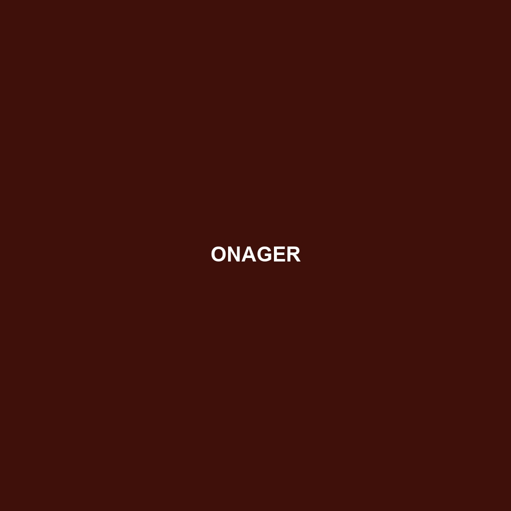 Onager