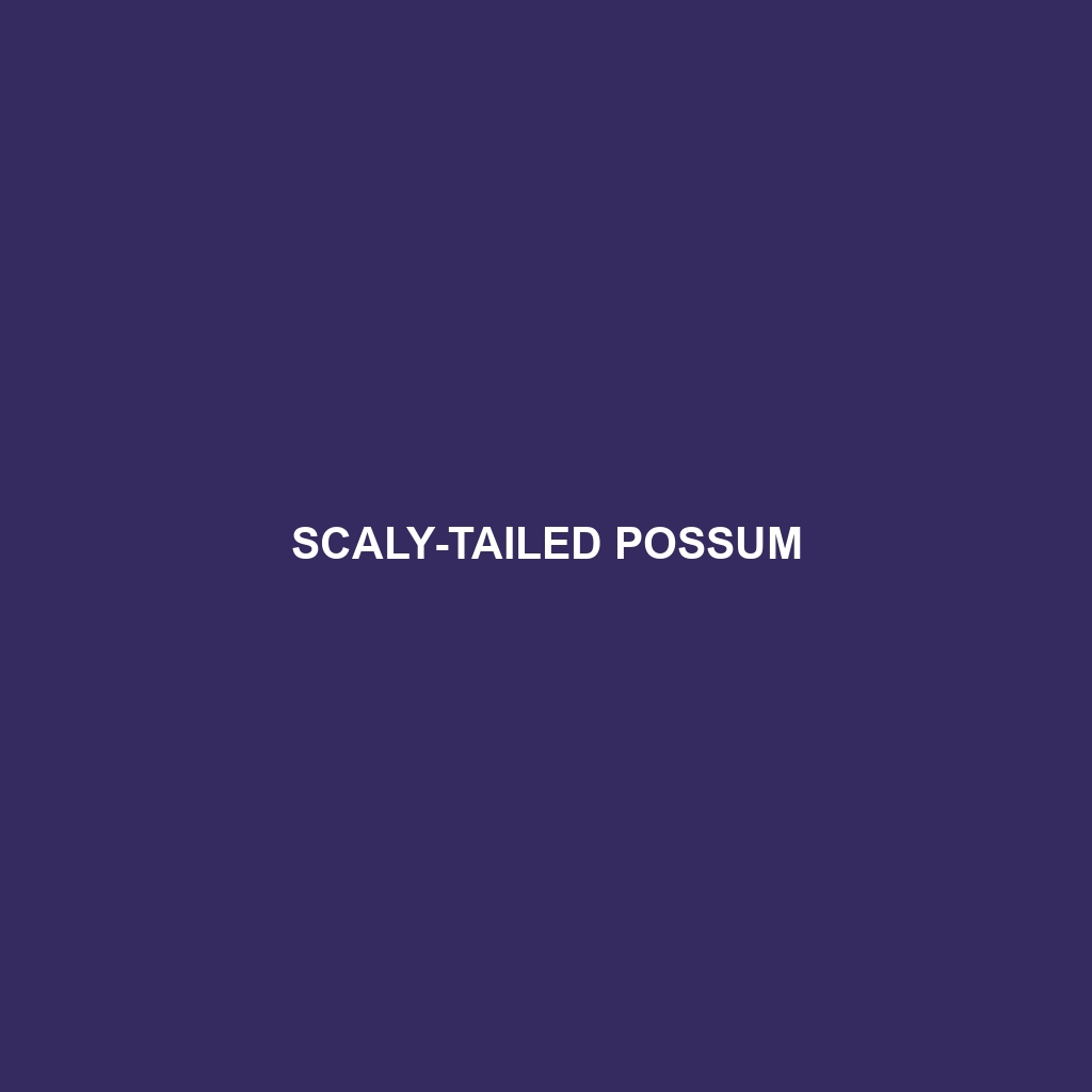 Scaly-tailed Possum