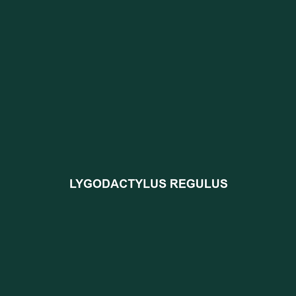 Lygodactylus regulus