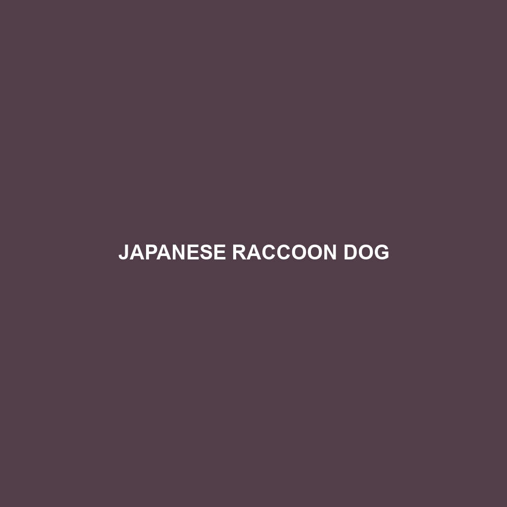 Japanese Raccoon Dog