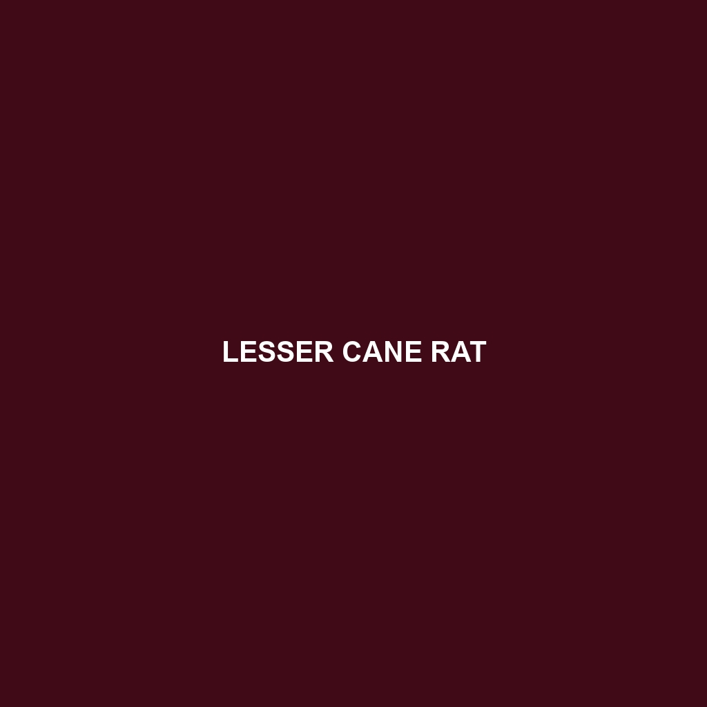 Lesser Cane Rat