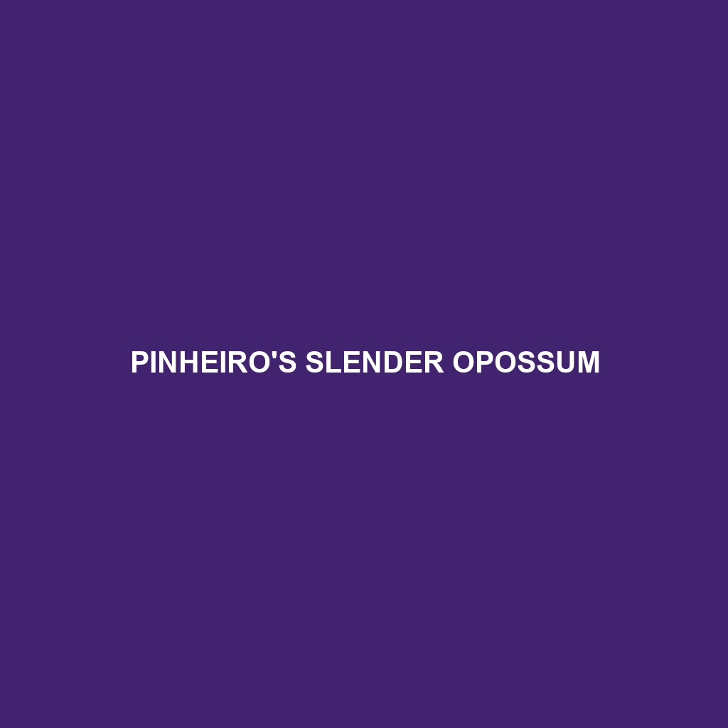 Pinheiro's Slender Opossum