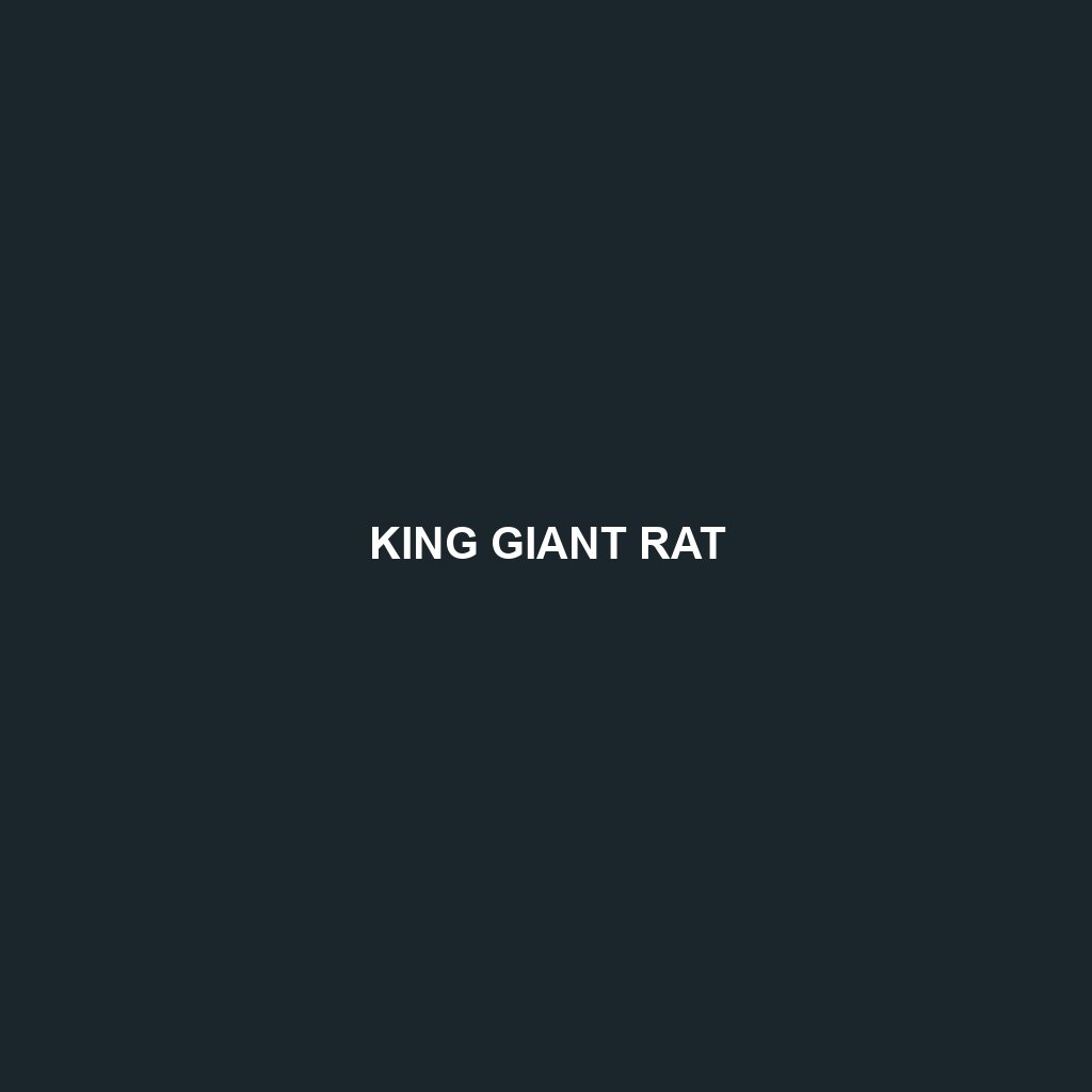 King Giant Rat