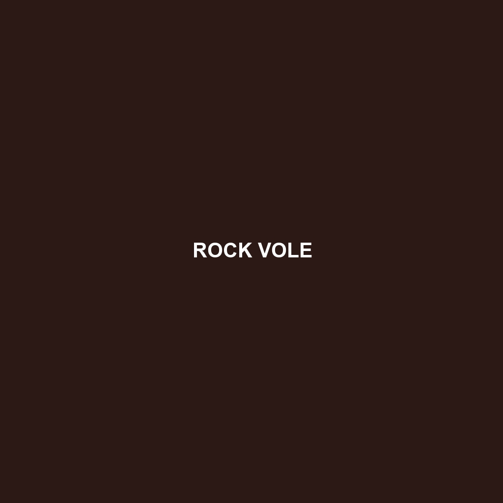 Rock Vole