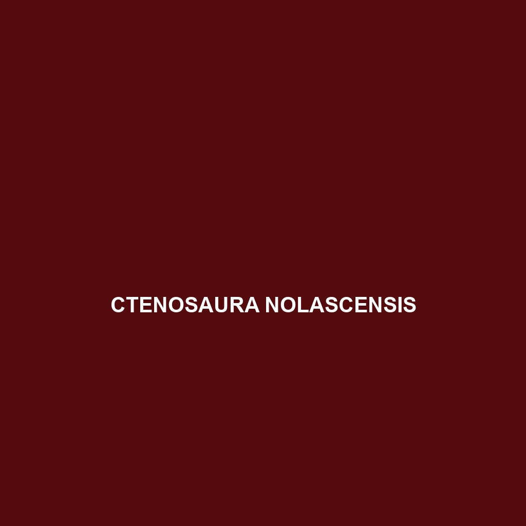 Ctenosaura nolascensis