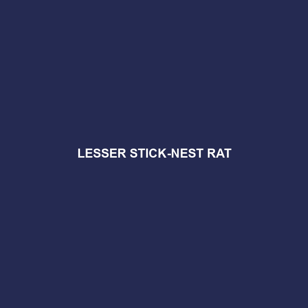 Lesser Stick-nest Rat