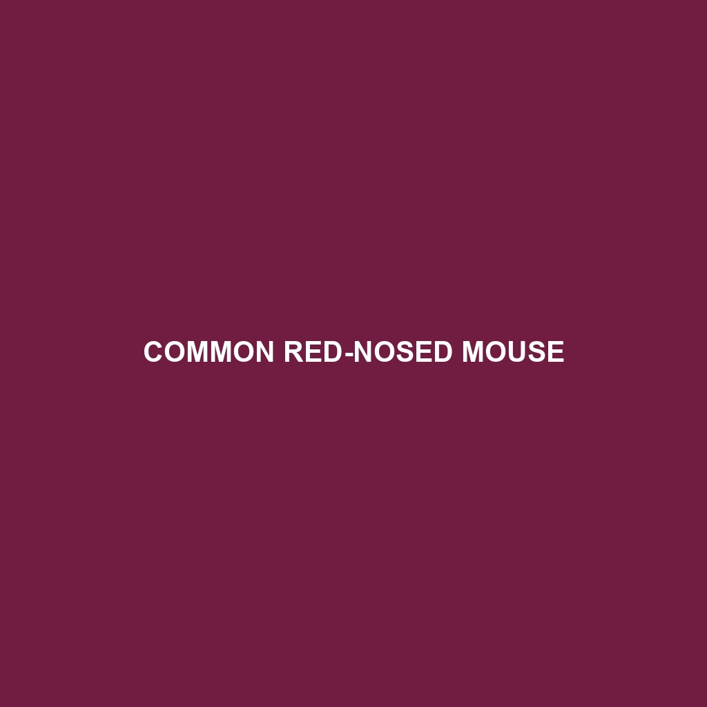 Common Red-nosed Mouse