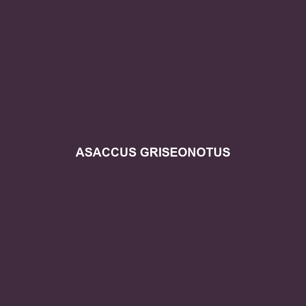 Asaccus griseonotus